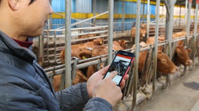 경주천년한우·경주체리·감포 참전복…경주 농축수산 ‘3대 명품’ 부상